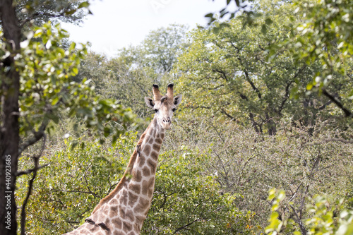 Kruger National ParkL giraffe photo