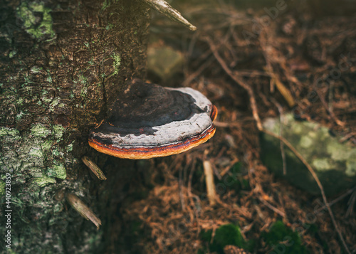 Red belt conk, Fomitopsis pinicola. The mushroom grows on a tree.