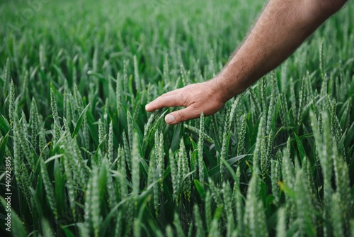 Barley sprouts in a farmer's hand.Farmer Walking Through Field Checking barley Crop.