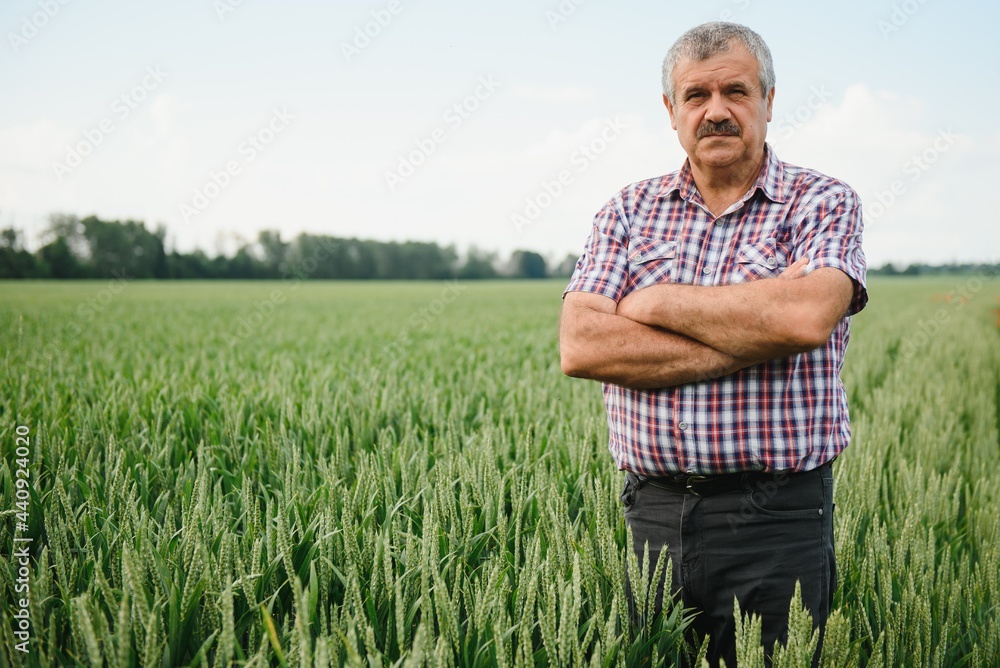 Portrait of senior farmer standing in green wheat field. Portrait of senior farmer standing in green wheat field.