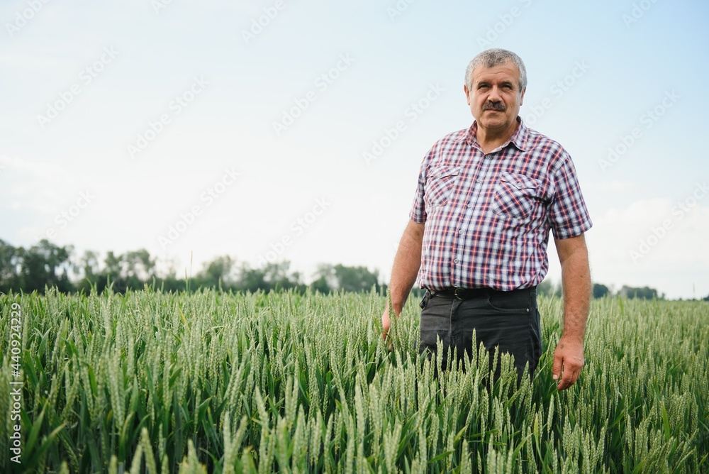 Experienced and confident farmer stands on his field. Portrait of senior farmer agronomist in wheat field. Experienced and confident farmer stands on his field. Portrait of senior farmer agronomist in wheat field.