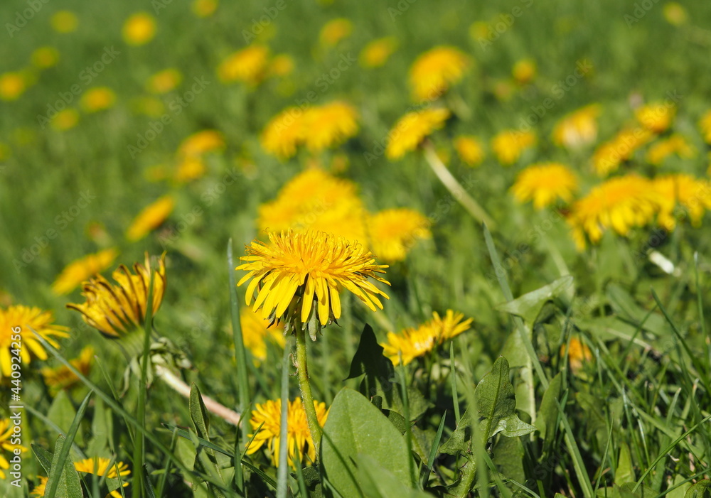 Yellow dandelions growing on the lawn. Spring landscape. Yellow dandelions growing on the lawn. Spring landscape.