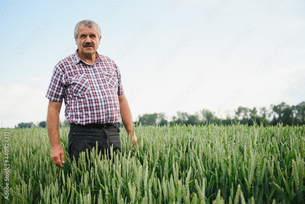 Portrait of senior farmer agronomist in wheat field looking in the distance. Successful organic food production and cultivation. Portrait of senior farmer agronomist in wheat field looking in the distance. Successful organic food production and cultivation.