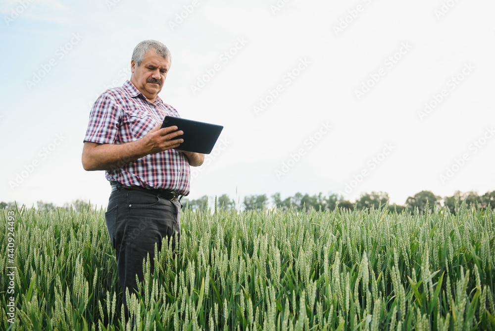 Portrait of senior farmer standing in green wheat field. Portrait of senior farmer standing in green wheat field.
