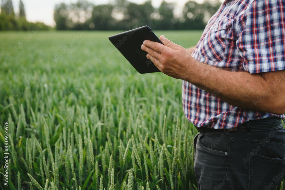 Close up of senior farmer hands holding tablet and examining wheat crop in his hands.