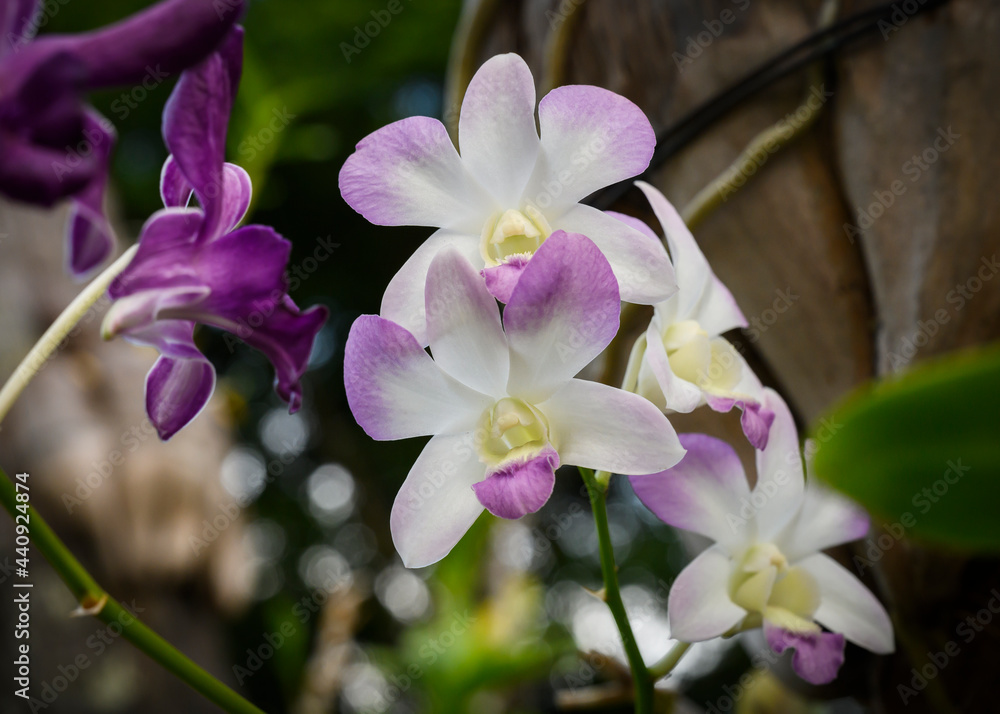 White and purple orchids in a park in the Maldives White and purple orchids in a park in the Maldives