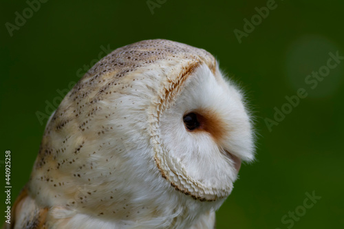 Chouette effraie Tyto alba en gros plan, en portrait photo