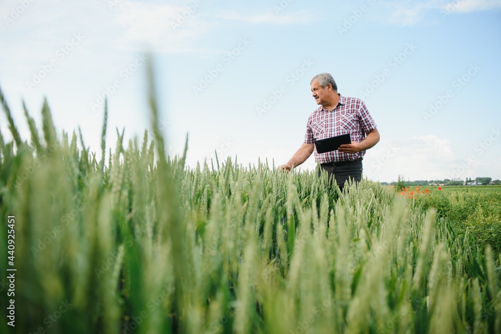 senior man inspecting wheat in wheat field senior man inspecting wheat in wheat field