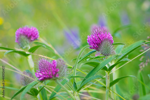 flowering meadow. Wild red clover flower isolated  Trifolium pratense  with green background. Red Clover  in a typical meadow environment. delicate flower close-up. macro nature.