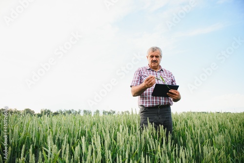 senior man inspecting wheat in wheat field
