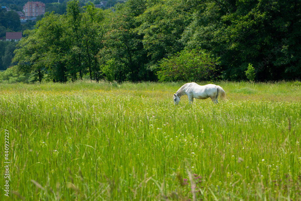 Fototapeta premium beautiful white horse on green grass in the field. Arabian horse, white horse stands in an agriculture field with juicy grass in sunny weather. strong, hardy and fast animal. grazing in the meadow