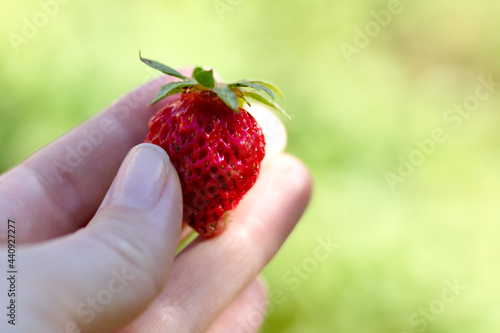 Garden red strawberry berry in the hand of a woman on a green background with a copy of the space. Close-up