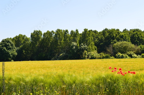 Niederrheinische Agrarlandschaft mit Mischwald, Braugerstenfeld und Klatschmohn - Sommer 2021