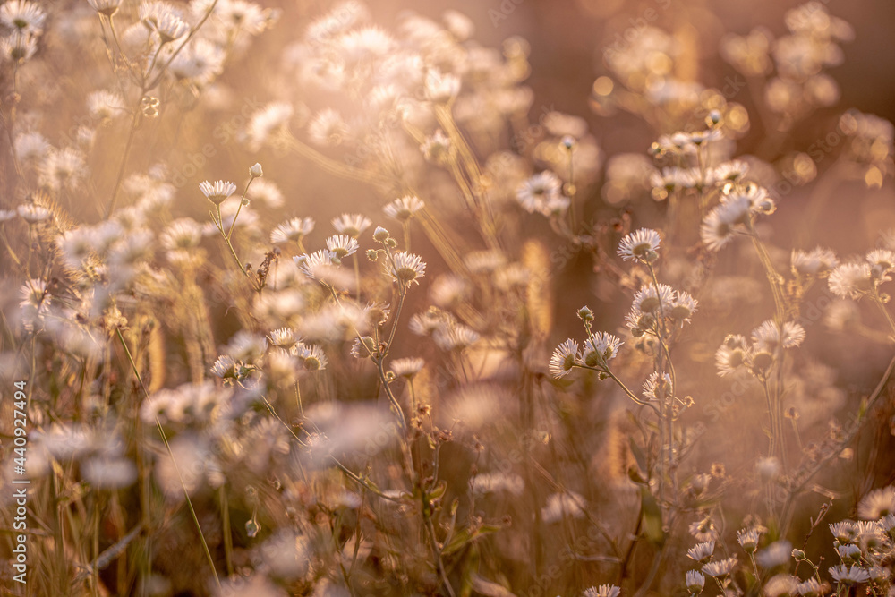 Autumn wild grass and white daisy flowers on a meadow in the rays of the golden hour sun. Seasonal romantic artistic vintage autumn field landscape wildlife background 
