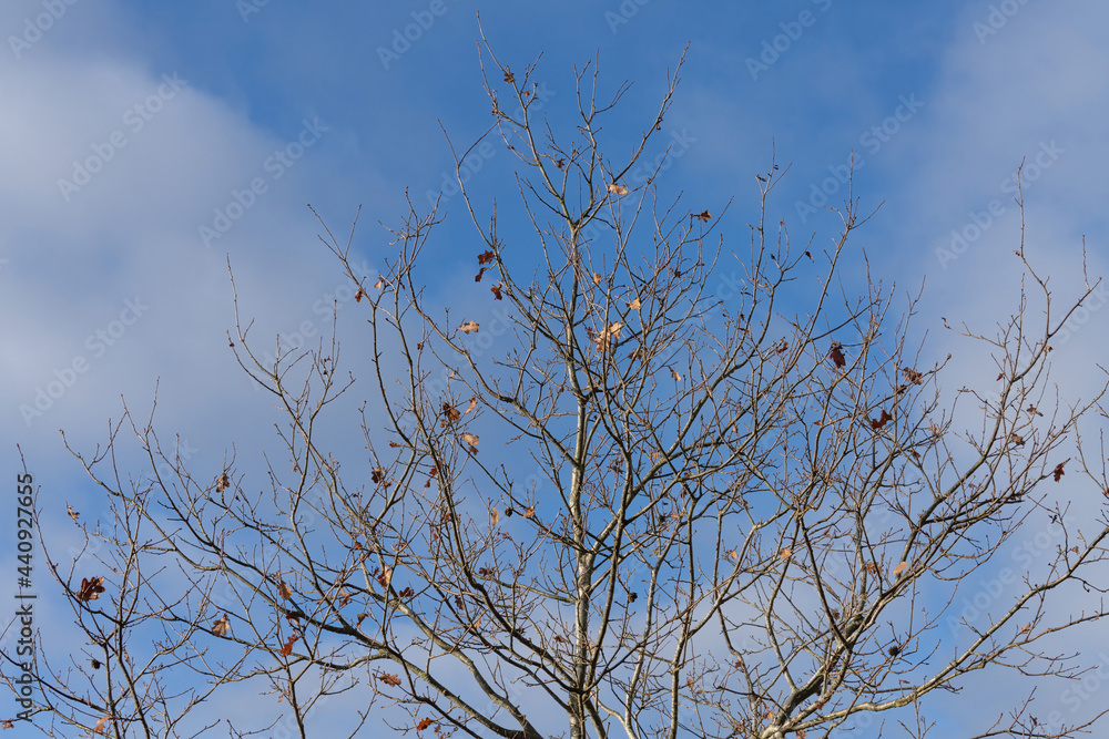 Lonely almost bare oak with a few dead leaves on the branches. In the light of the morning sun against a blue sky with white clouds. Backgrounds Lonely almost bare oak with a few dead leaves on the branches. In the light of the morning sun against a blue sky with white clouds. Backgrounds
