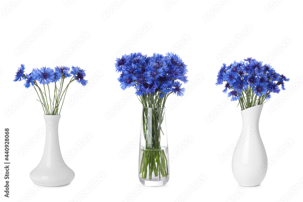 Obraz premium Set with beautiful blue cornflowers in vases on white background