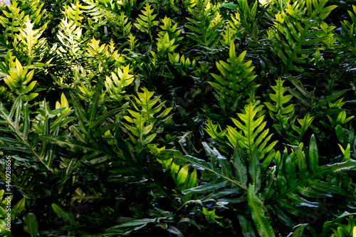 Fototapeta Naklejka Na Ścianę i Meble -  fern leaves