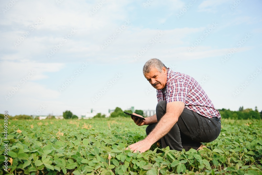 Naklejka premium Agronomist inspecting soya bean crops growing in the farm field. Agriculture production concept. young agronomist examines soybean crop on field in summer. Farmer on soybean field