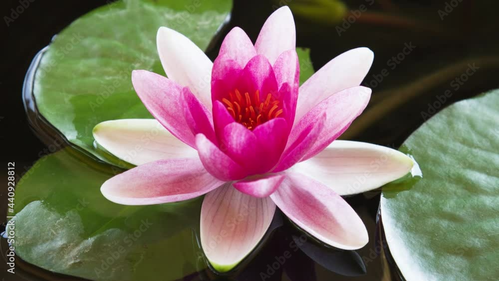 Closeup timelapse pink lotus flower opening, waterlily blooming in time lapse. Closeup timelapse pink lotus flower opening, waterlily blooming in time lapse.