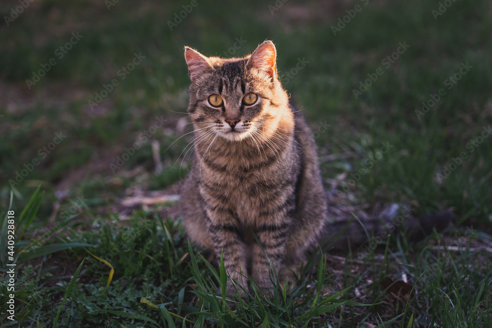 Gray cat sits on the grass during sunset