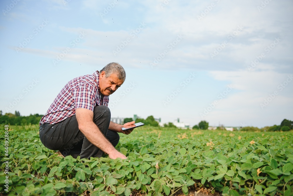 Senior farmer in soybean field examining crop at sunset. Senior farmer in soybean field examining crop at sunset.