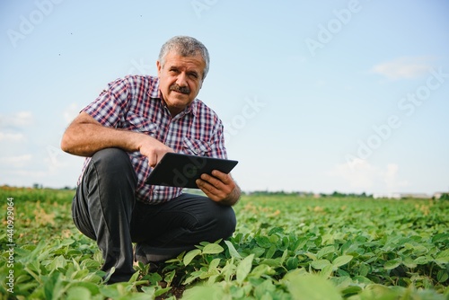 Senior farmer in soybean field examining crop at sunset.