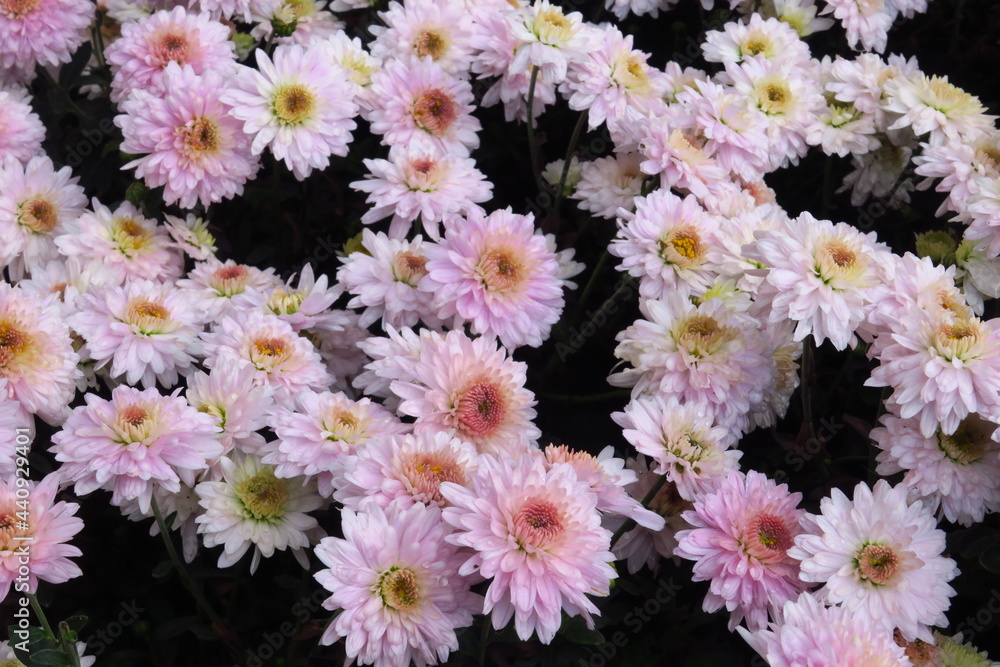 custom made wallpaper toronto digitalBeautiful daisy as background picture. daisy wallpaper, daisies in autumn. Crimea, botanical garden