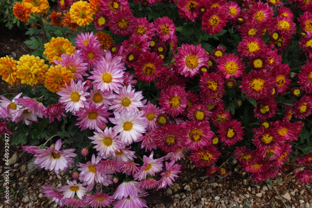 custom made wallpaper toronto digitalBeautiful daisy as background picture. daisy wallpaper, daisies in autumn. Crimea, botanical garden