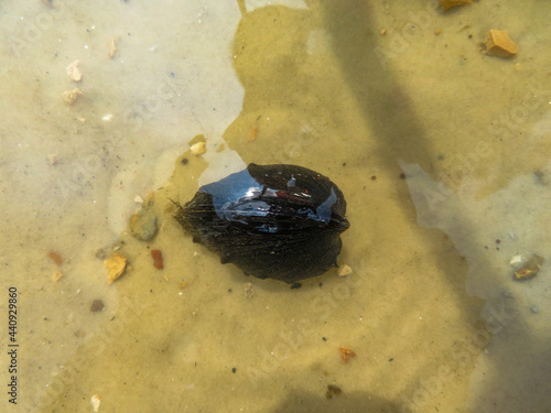 clam