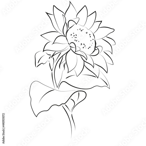 Outline drawing of sunflower, vector illustration