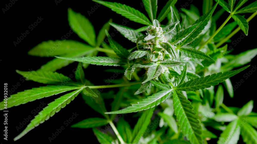 marijuana leaves cannabis plants a beautiful background marijuana leaves cannabis plants a beautiful background