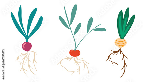 Root vegetables. Set of different tuberous vegetables with tops. Radish, turnips, onion. Gardening set. Perfect for a farm produce store postcards posters and printing. Vector flat illustration.