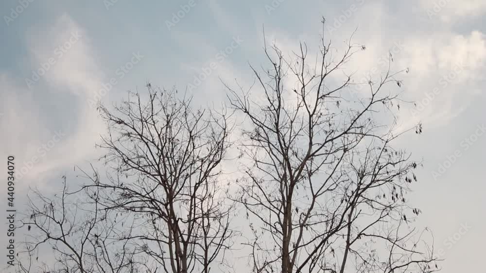 Tree and branches of the tree. Out line of dry tree branch against a blue autumn sky. Tree and branches of the tree. Out line of dry tree branch against a blue autumn sky.