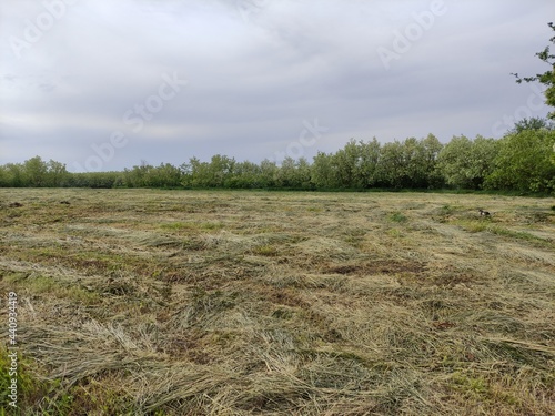 Field of cut grass, hay making