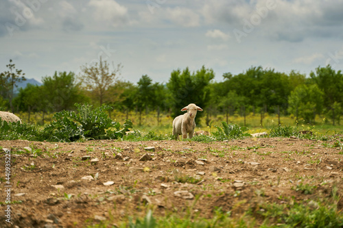 Portrait of A Lamb with Blurred Trees and Sky in Background