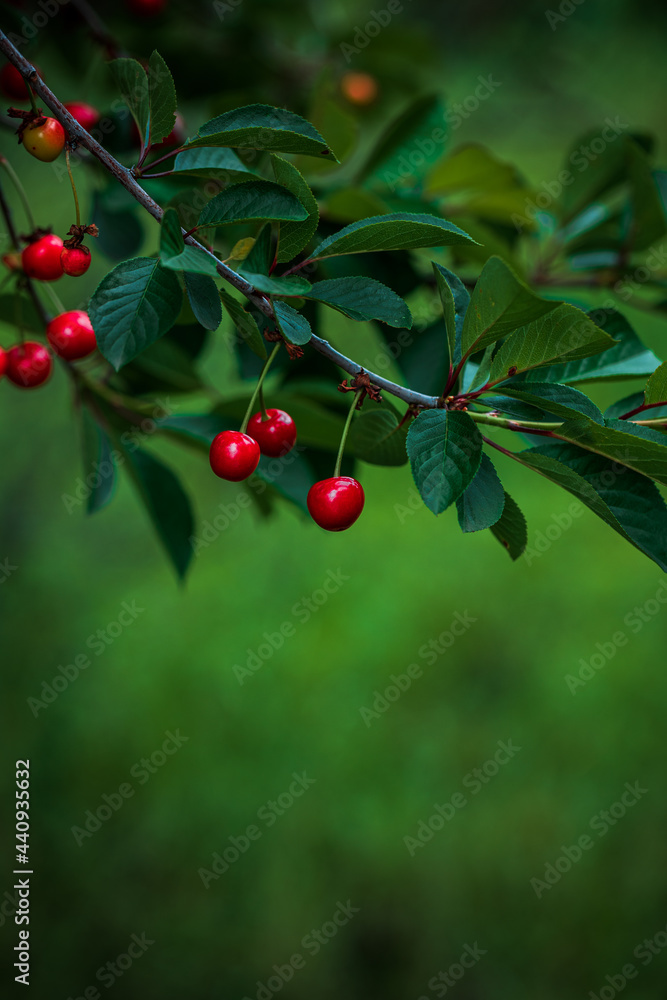 Berries of red ripe sweet cherry on tree branches in green foliage