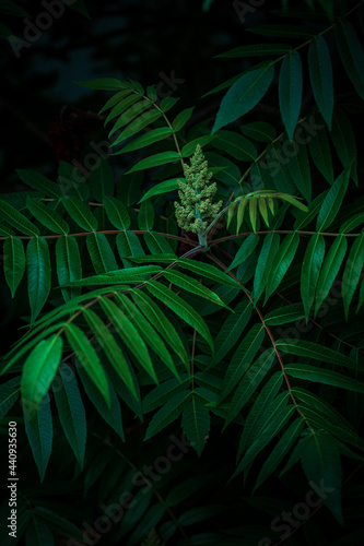 Fototapeta Naklejka Na Ścianę i Meble -  Sumac fluffy or vinegar tree. Bright green leaves. Close-up. Ripening fruits of vinegar tree in June