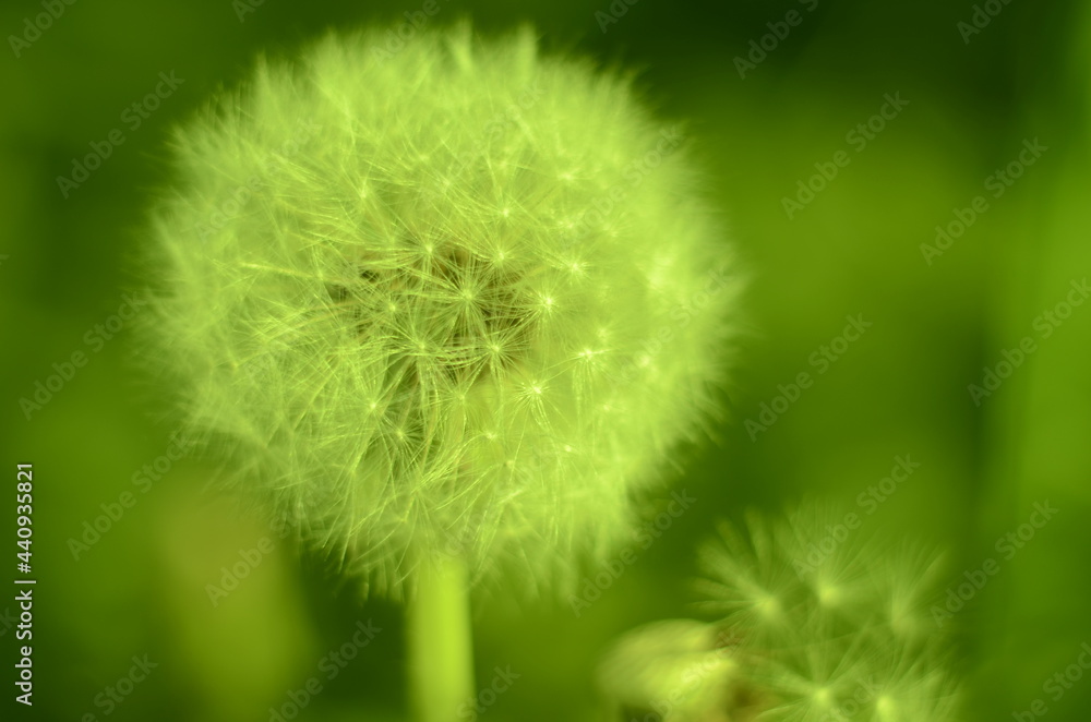 Obraz premium dandelion on grass