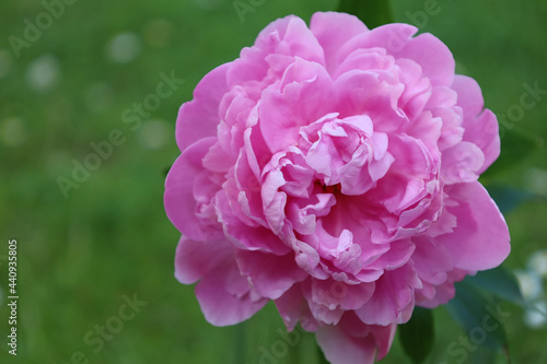 Bonn Germany June 2021 pink blossoming peony against green background in sunlight