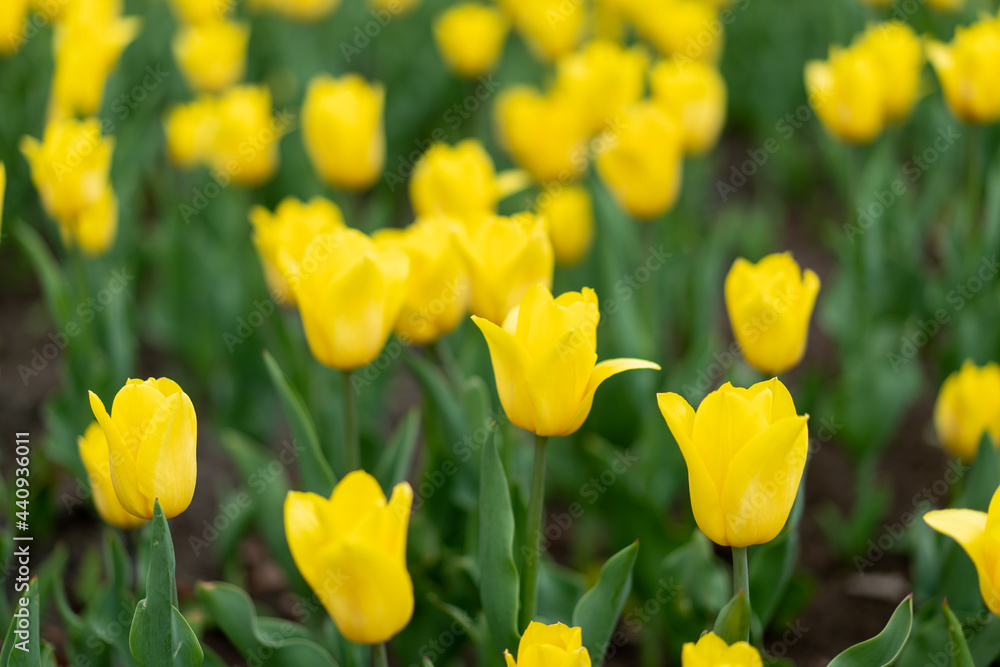 Yellow tulip flowers background outdoor Yellow tulip flowers background outdoor