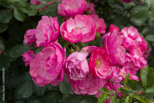 A branch of a blooming pink rose with many flowers.