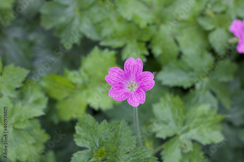 Pink geranium flower and green foliage with space for copy