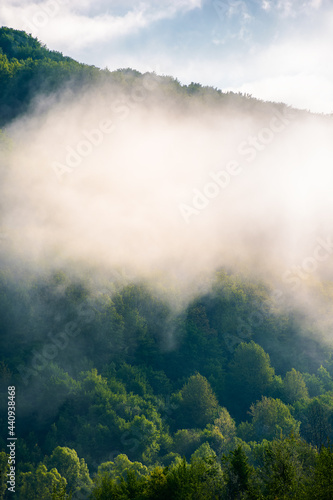 forest in the morning fog. beautiful nature scenery in spring. green nature background on a sunny weather