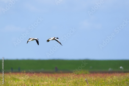 Couple common shelduck flying in the air © Ivonne Wierink