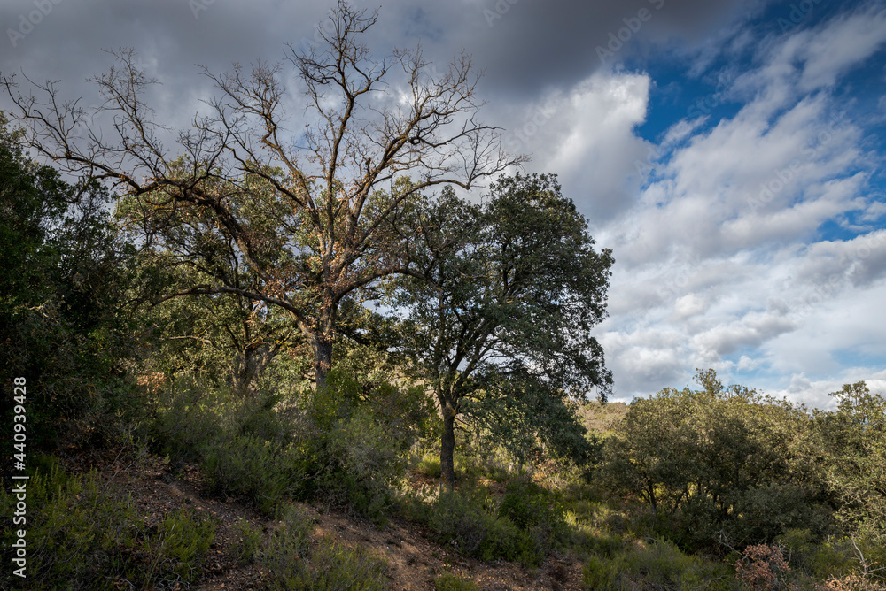 Mediterranean forests with several species of genus Quercus in the municipality of Olmeda de las Fuentes, province of Madrid, Spain