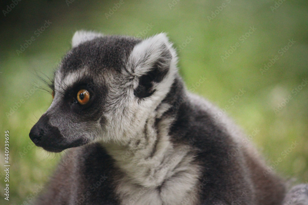 Fototapeta premium ring lemur