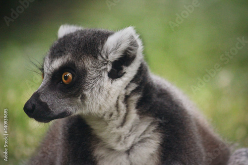 ring lemur © Sarah