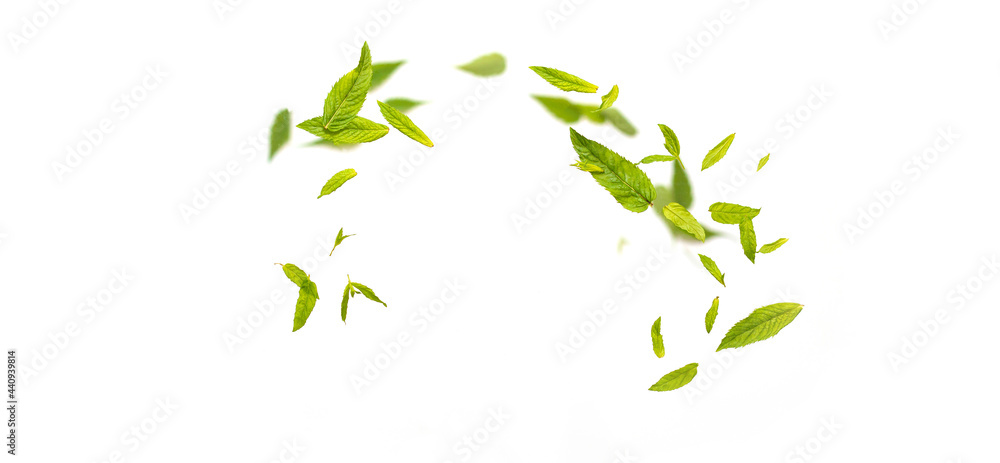 Flying leaves of green mint leaves falling in the air on white background. Food levitation concept