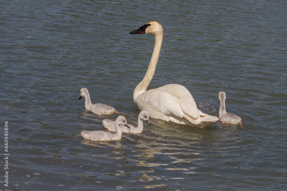 Mother trumpeter swan with her signets Mother trumpeter swan with her signets