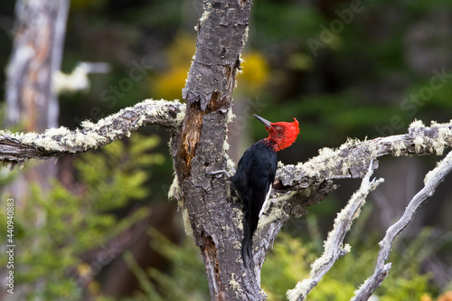 Magelhaenspecht, Magellanic Woodpecker, Campephilus magellanicus photo